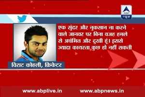 'शक्तिमान' पर हमला कायरतापूर्ण : विराट कोहली