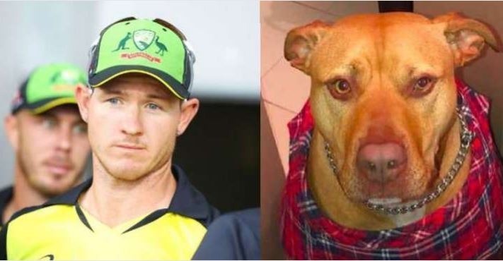 australian cricketer darcy short sidelined after being bitten by his dog कुत्ते के काटने से वनडे कप के पहले टीम से बाहर हुए डार्सी शॉट